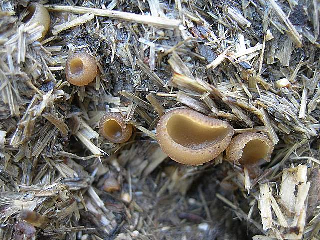 Alla ricerca della spugnola acuminata